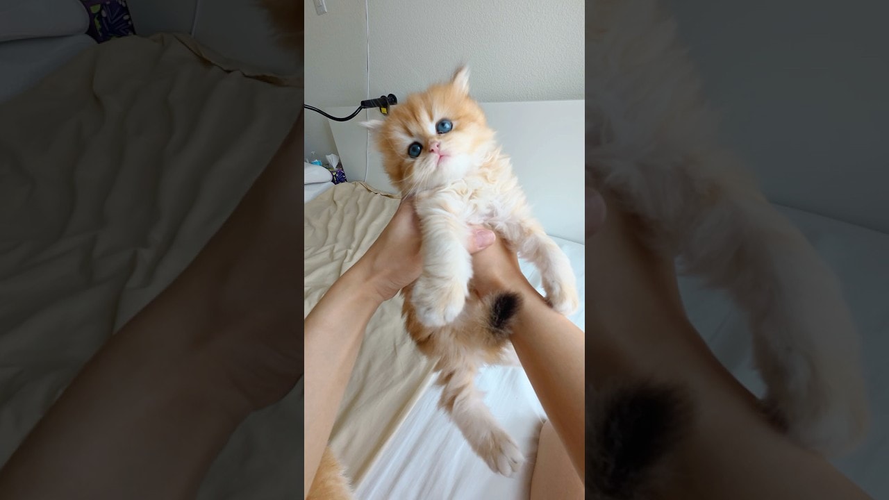 no thoughts, just fluff