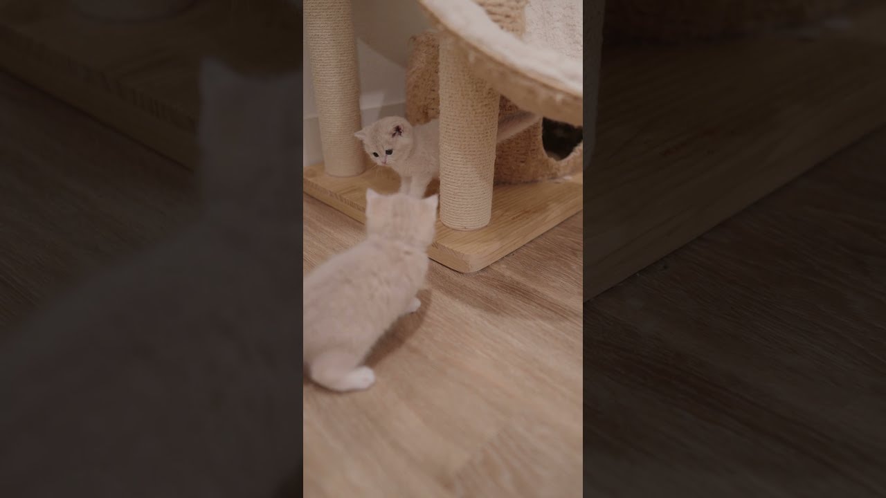 little play buddies