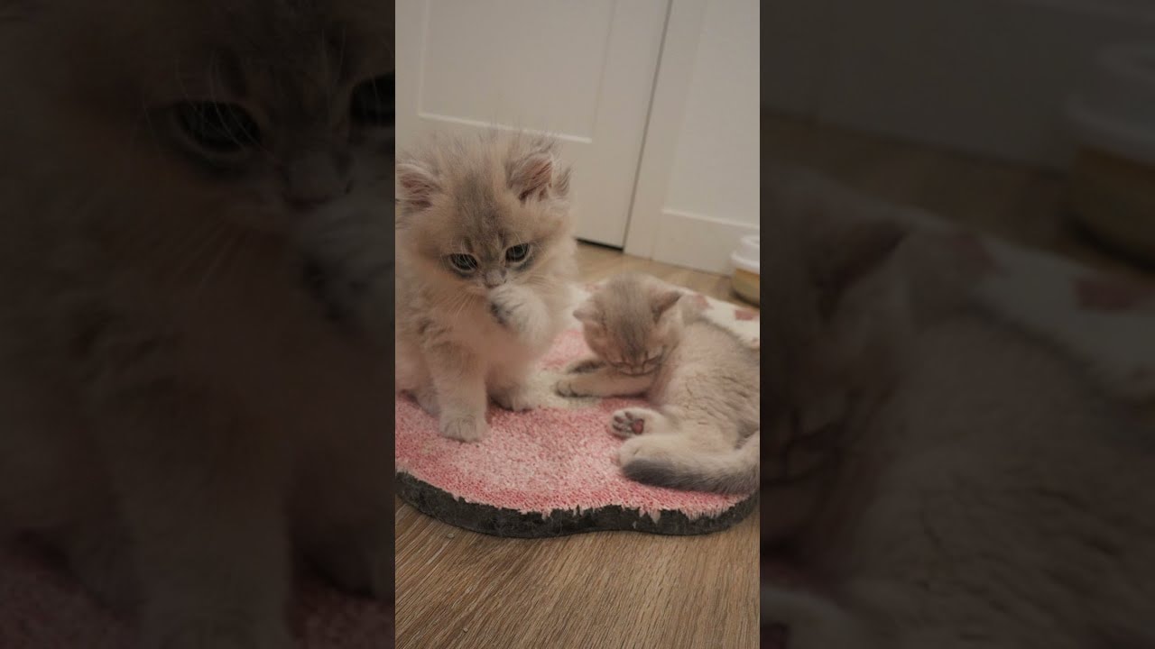 brother grooming session