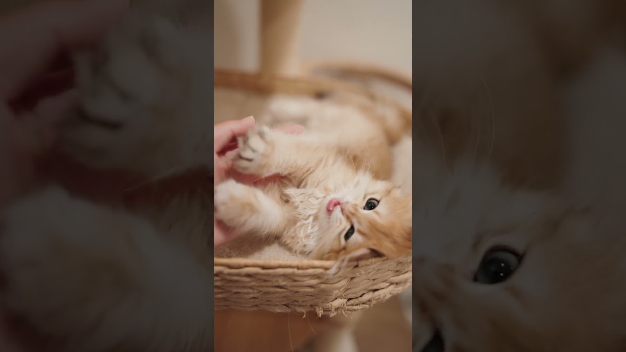 ginger making biscuits on my hand
