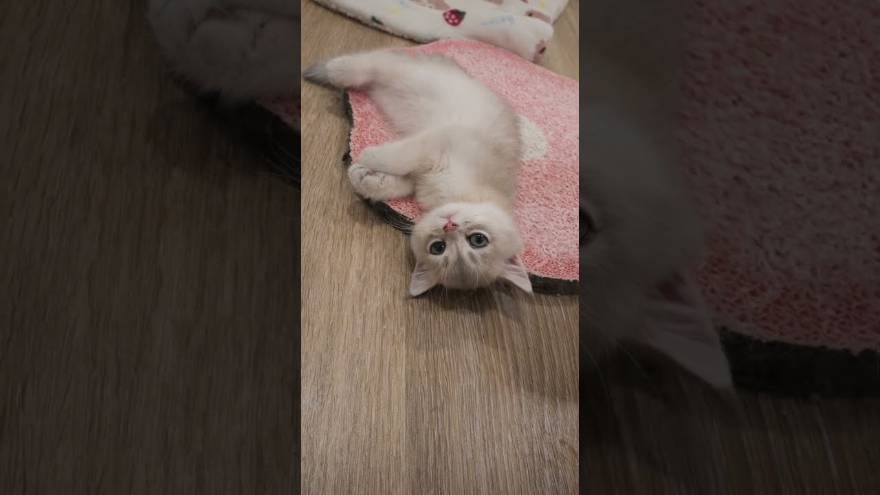 two babies saying hi