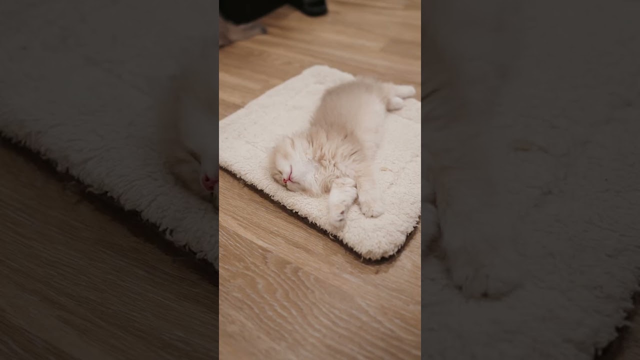 Cosmo just wants to sleep