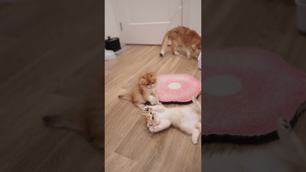 Maximum Baby Energy