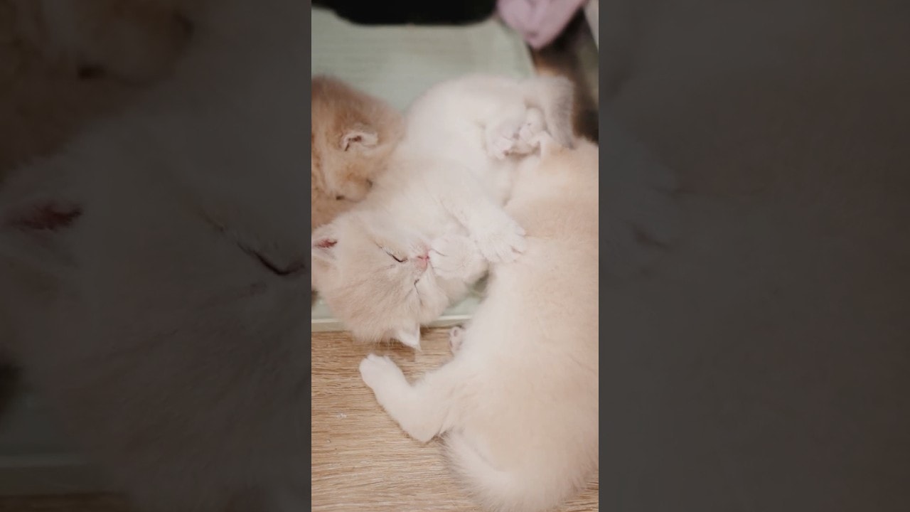 The Milk Smell Is Coming Through the Screen