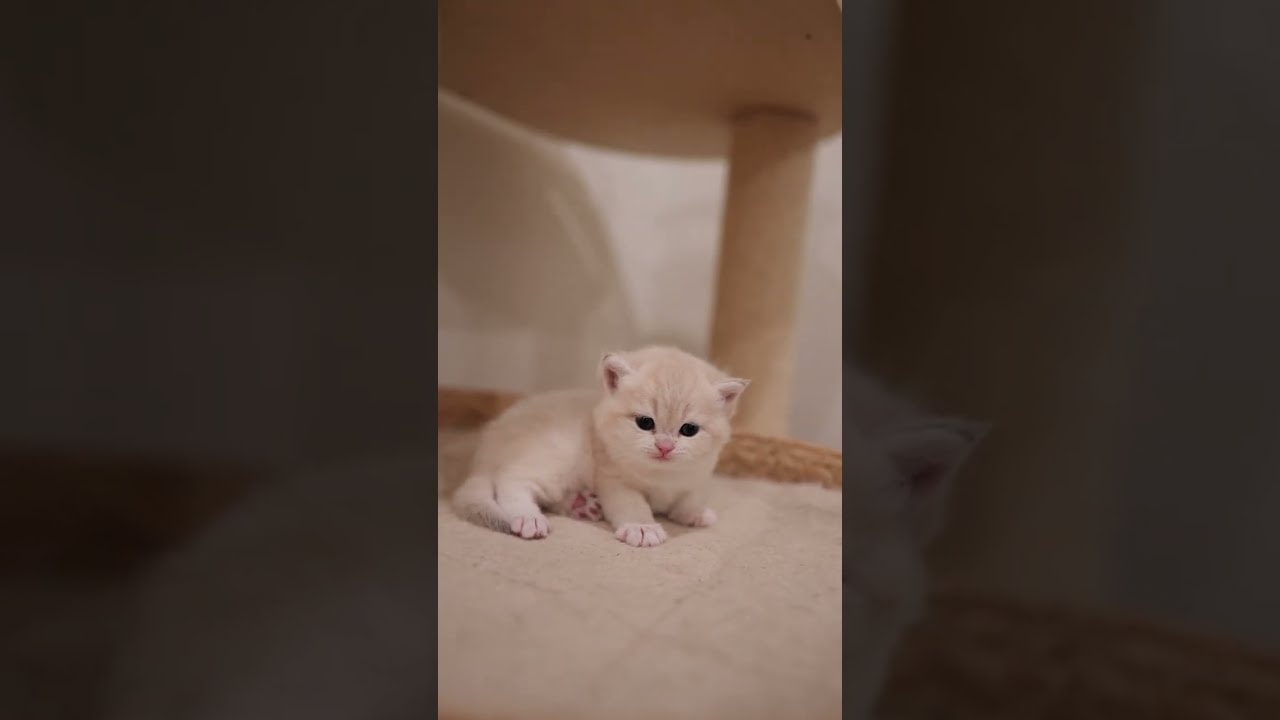 🥹 Our Chubby Baby!