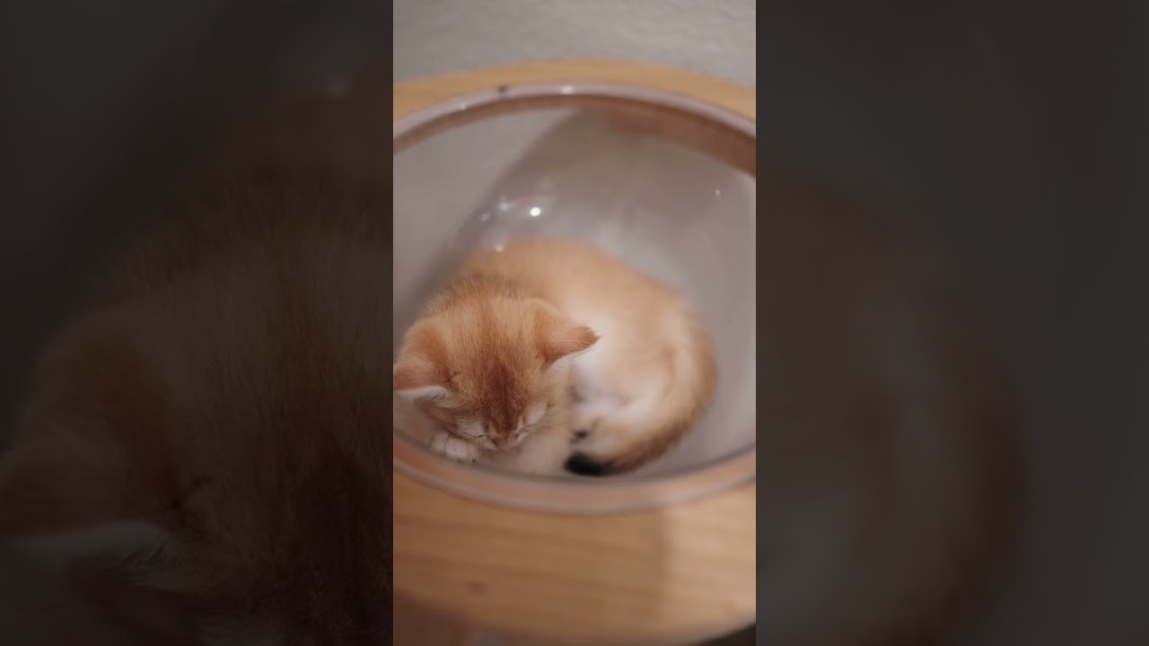 fighting sleep for more pets