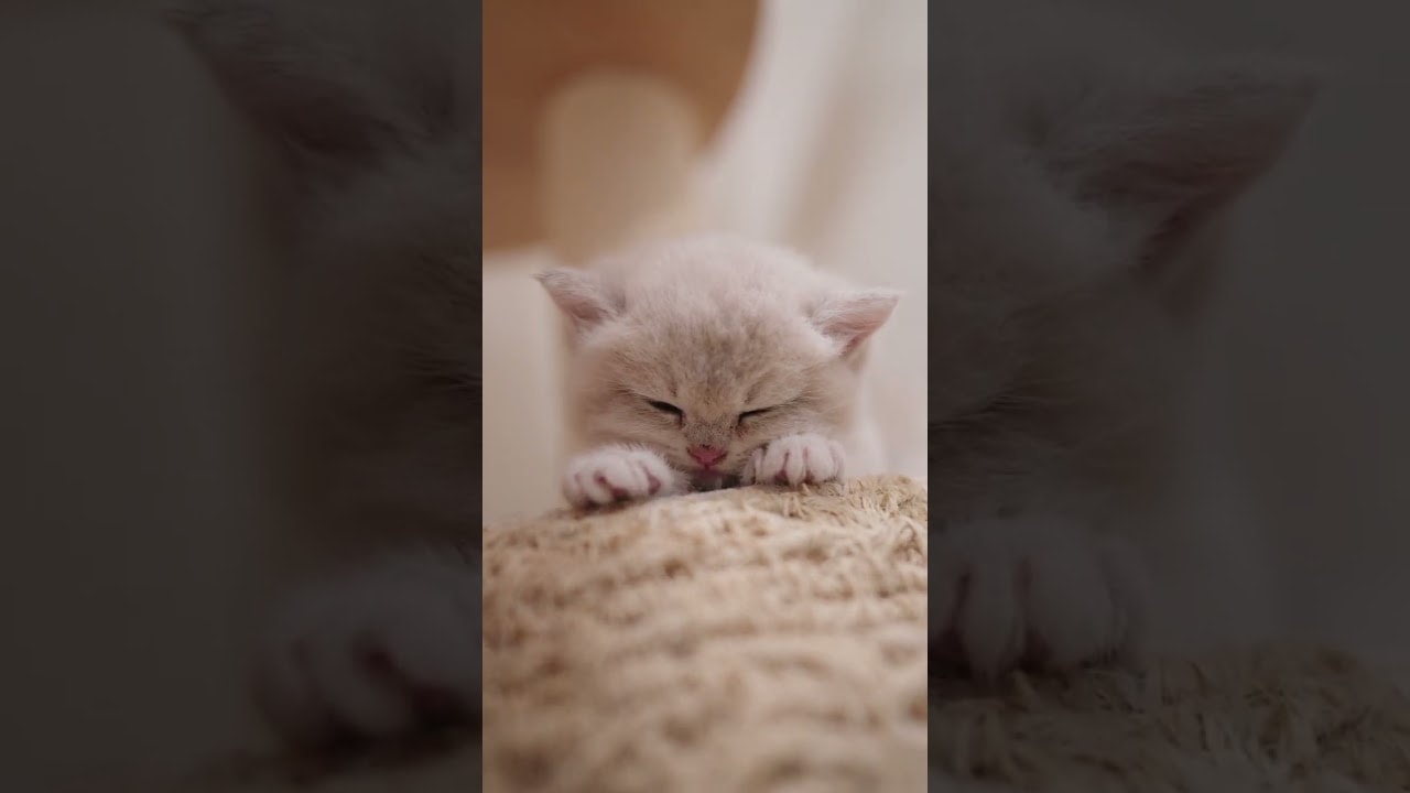 nap time with tiny Muffin