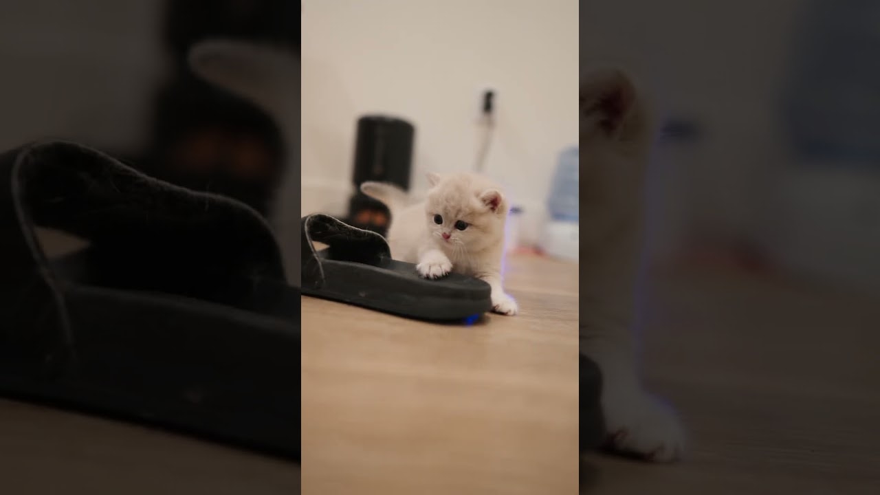 bro discovered my slipper