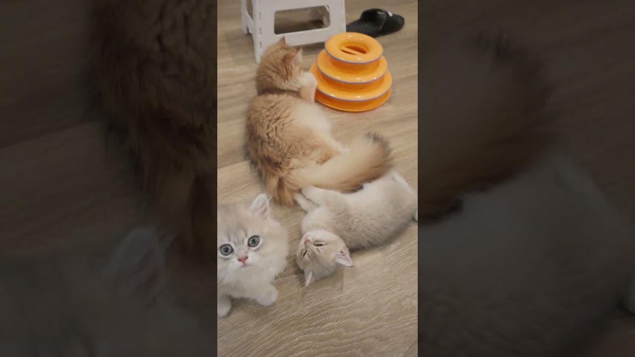 a slow afternoon with the kittens