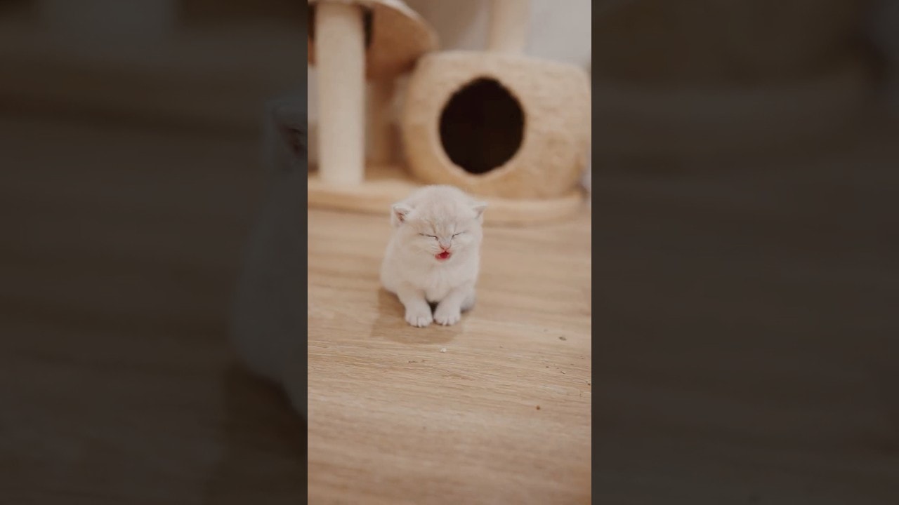 POV: You Opened the Kitten Dimension