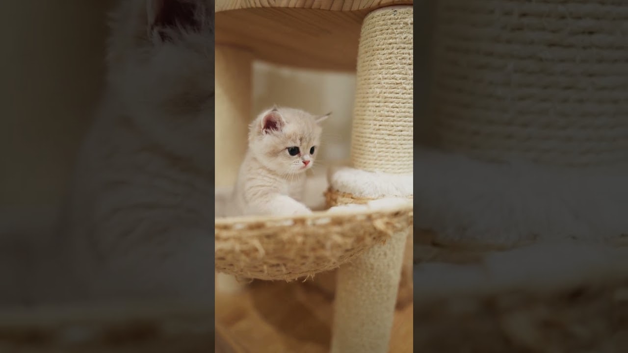 curious little guy
