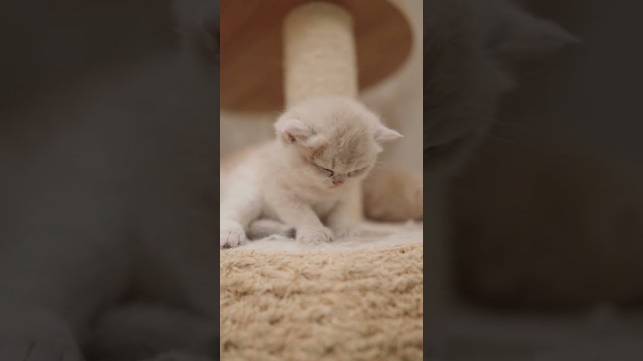 Baby Kitten Powering Down