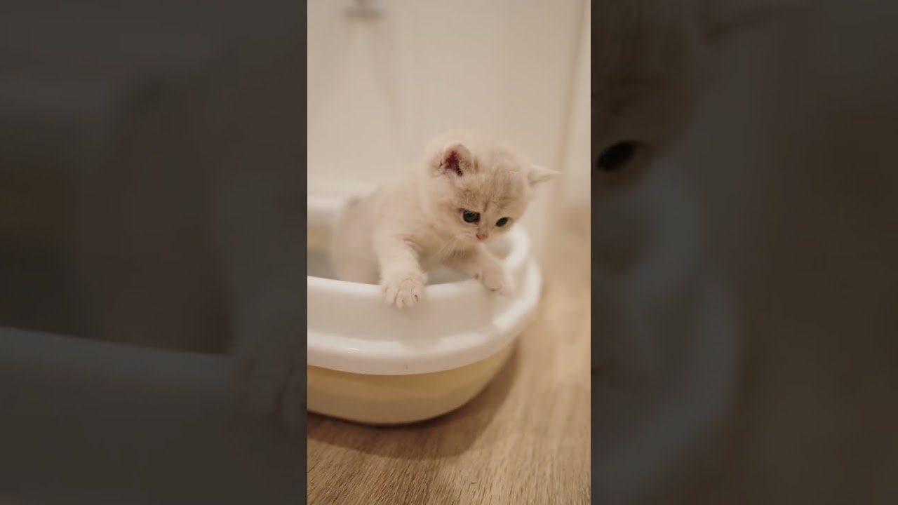 fresh out the litter box