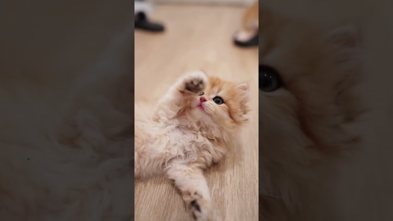 Ginger Demands More Pets