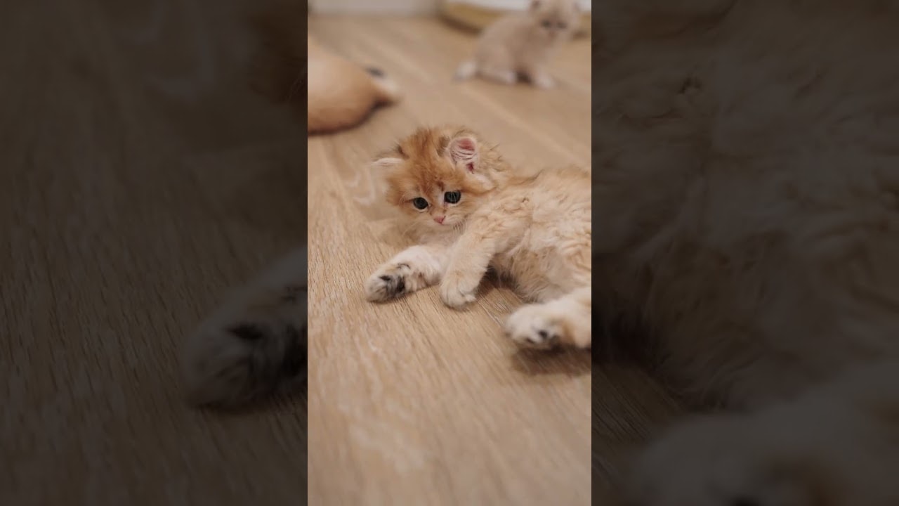 two fighting, one judging, one begging for pets