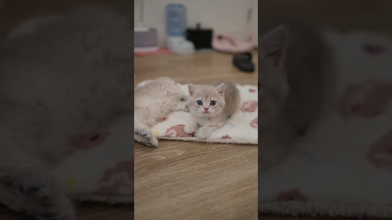 random kitten moments