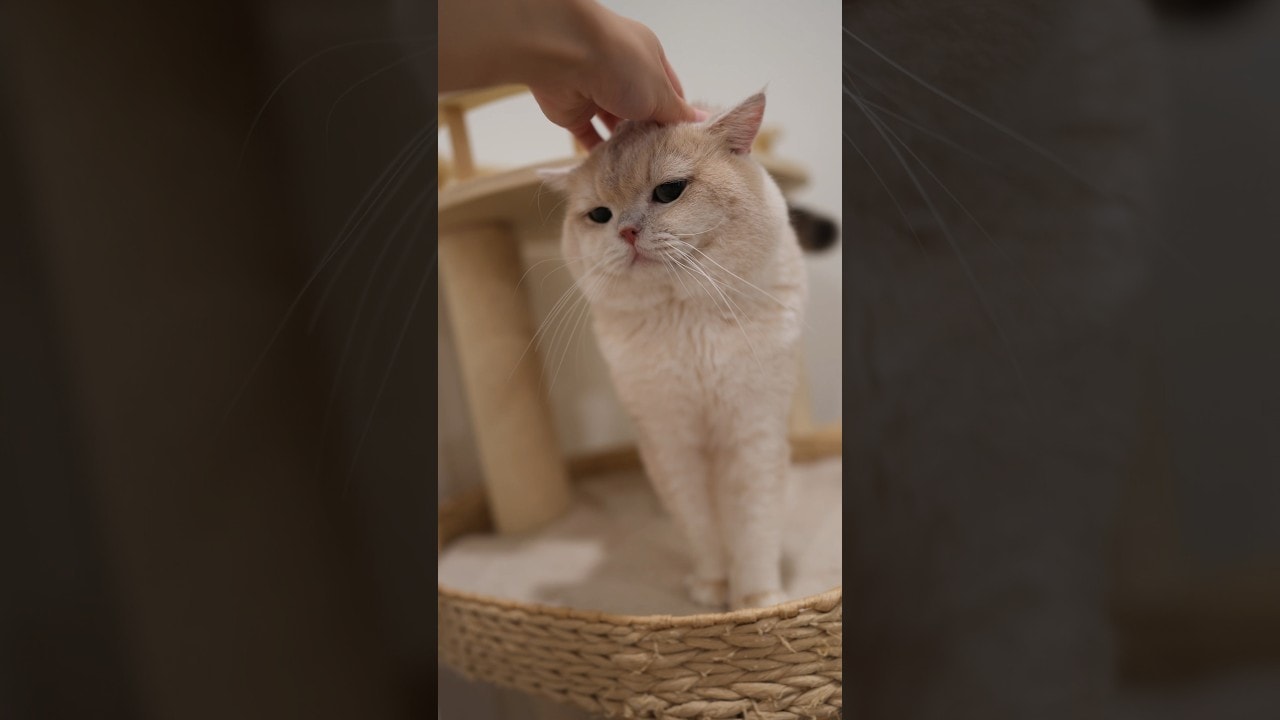 patting that big ol’ head