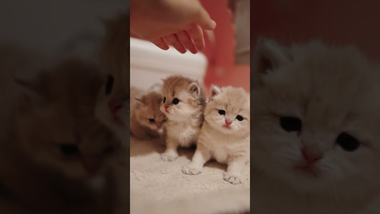 Everybody gets pets