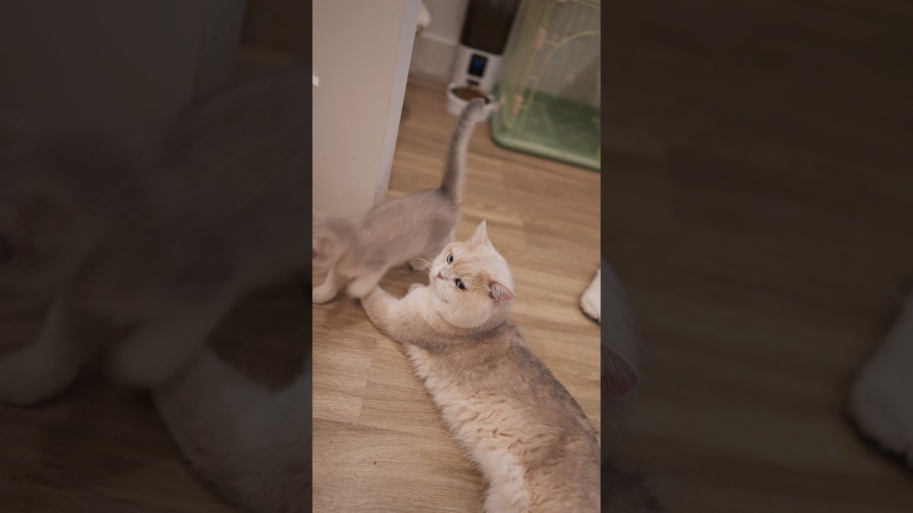 excuse me... just passing by