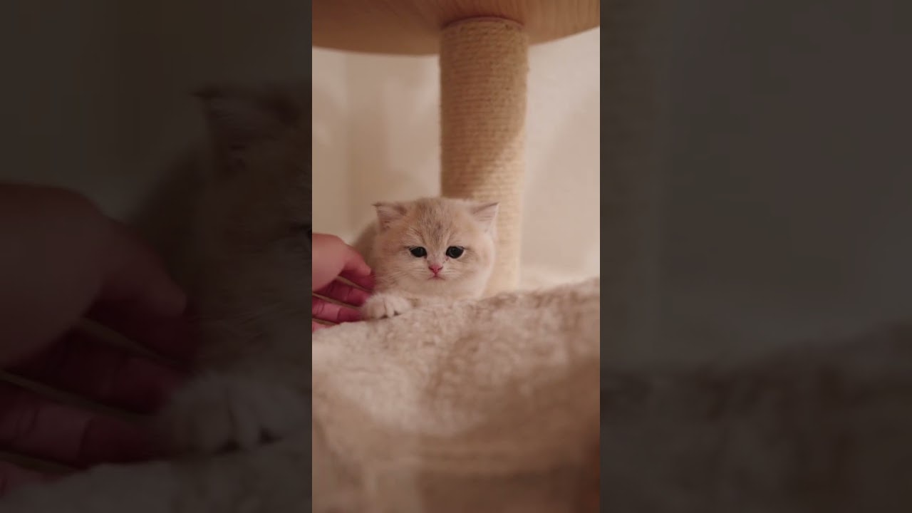 sleep can wait… pets first