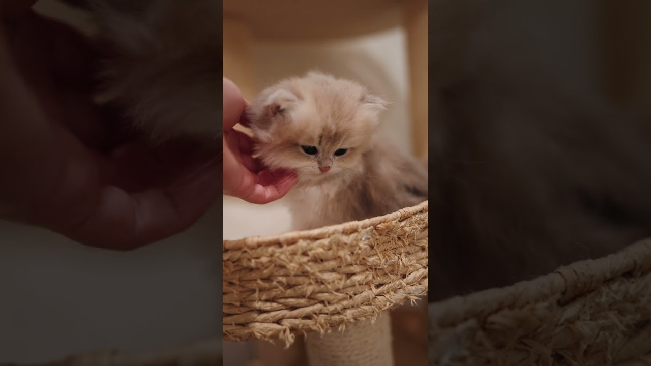 Already obsessed with pets at 1 month old