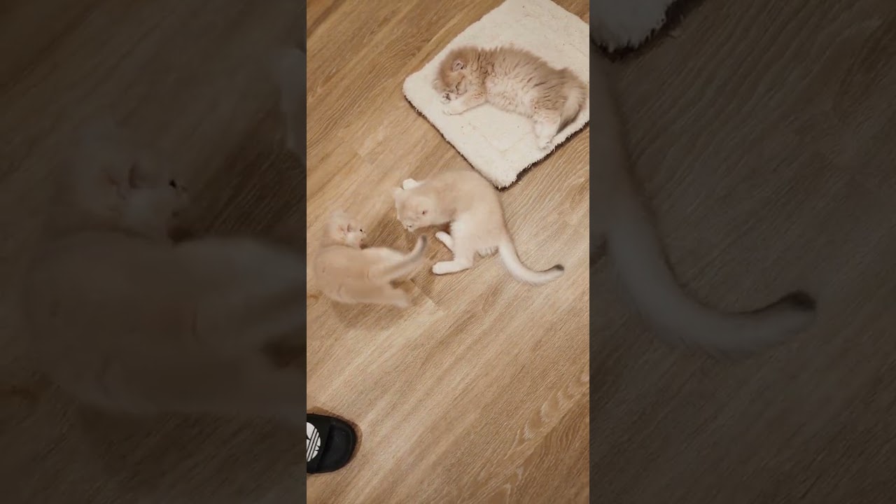 sleeping through the chaos