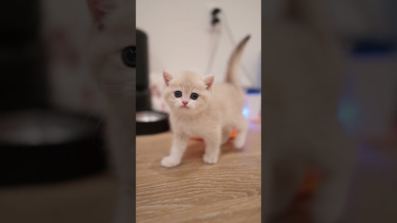 daily life at the cattery