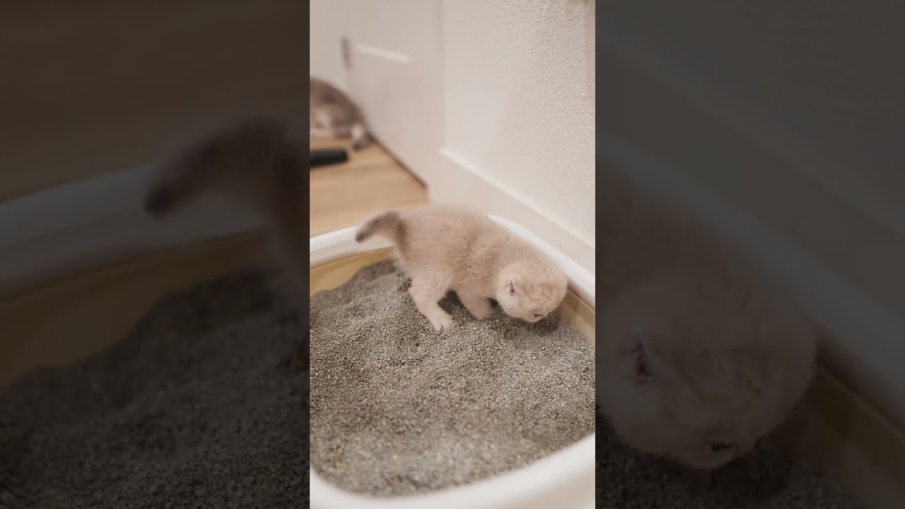 Potty System Still Loading…