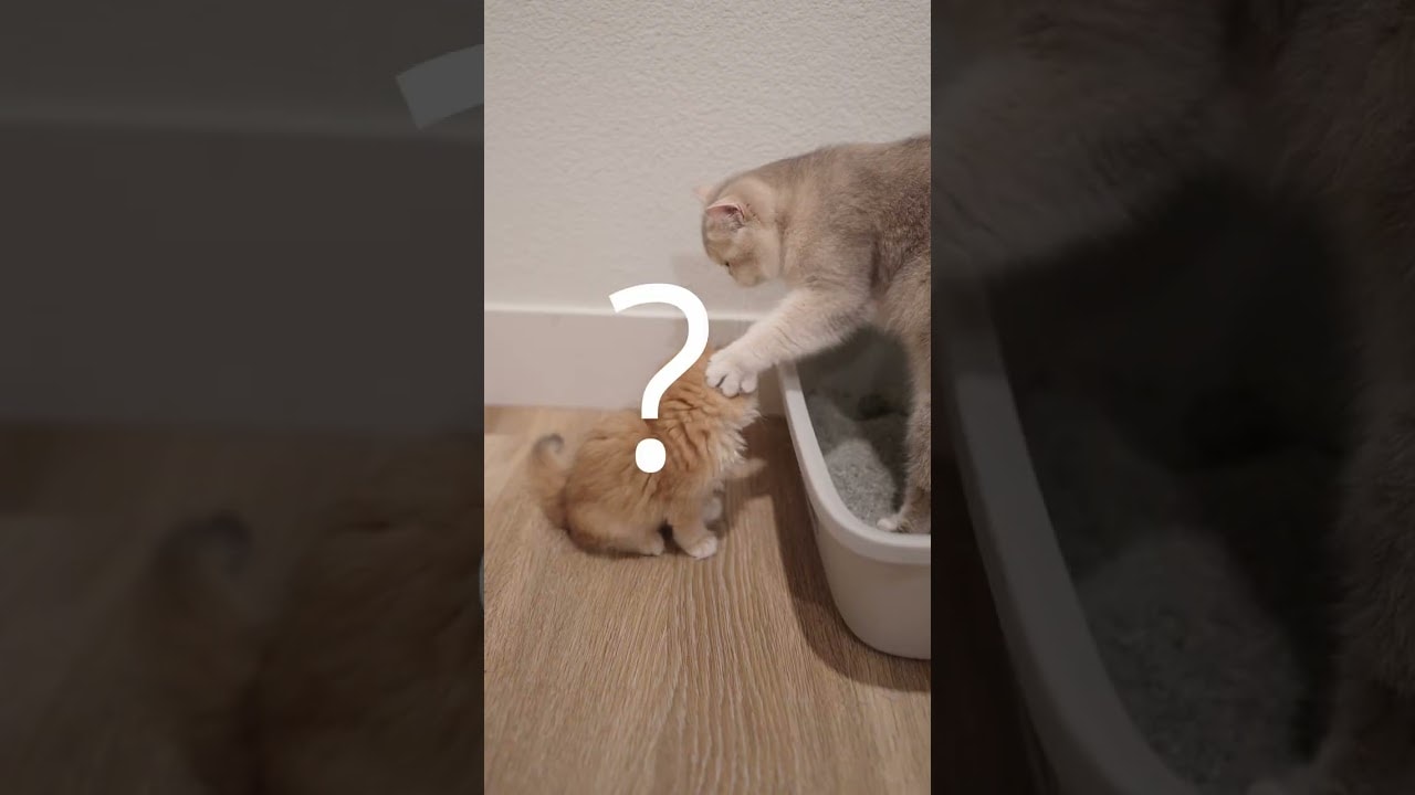 Kitten studies hard, Teacher scratches air