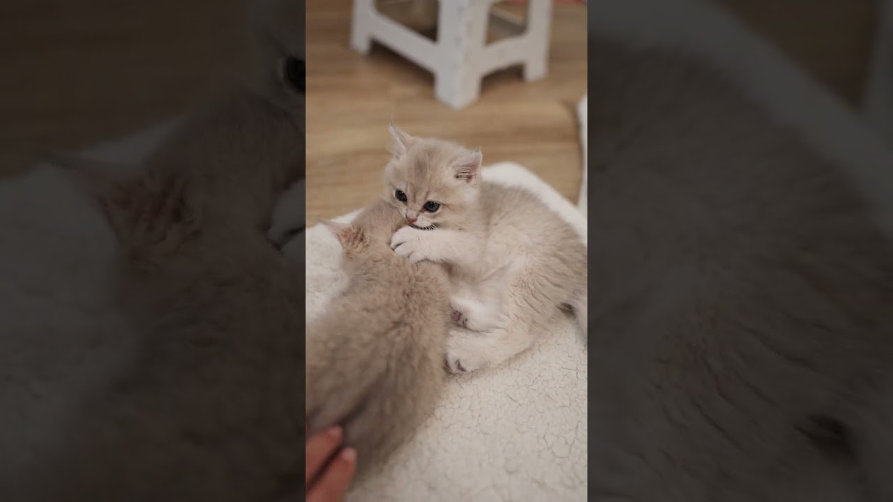 just watching them be kittens