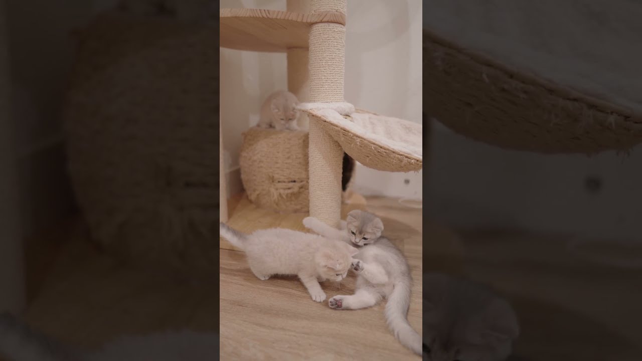 tiny paws everywhere