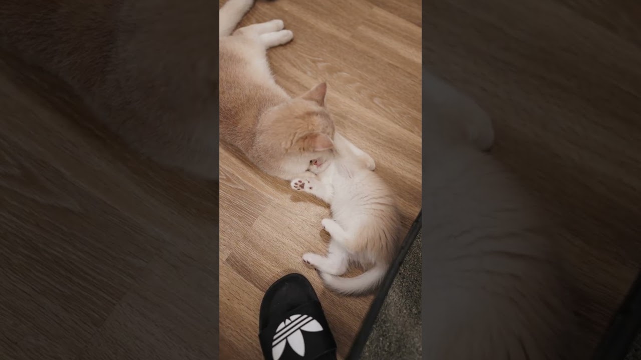 when your big sibling is 4x your size