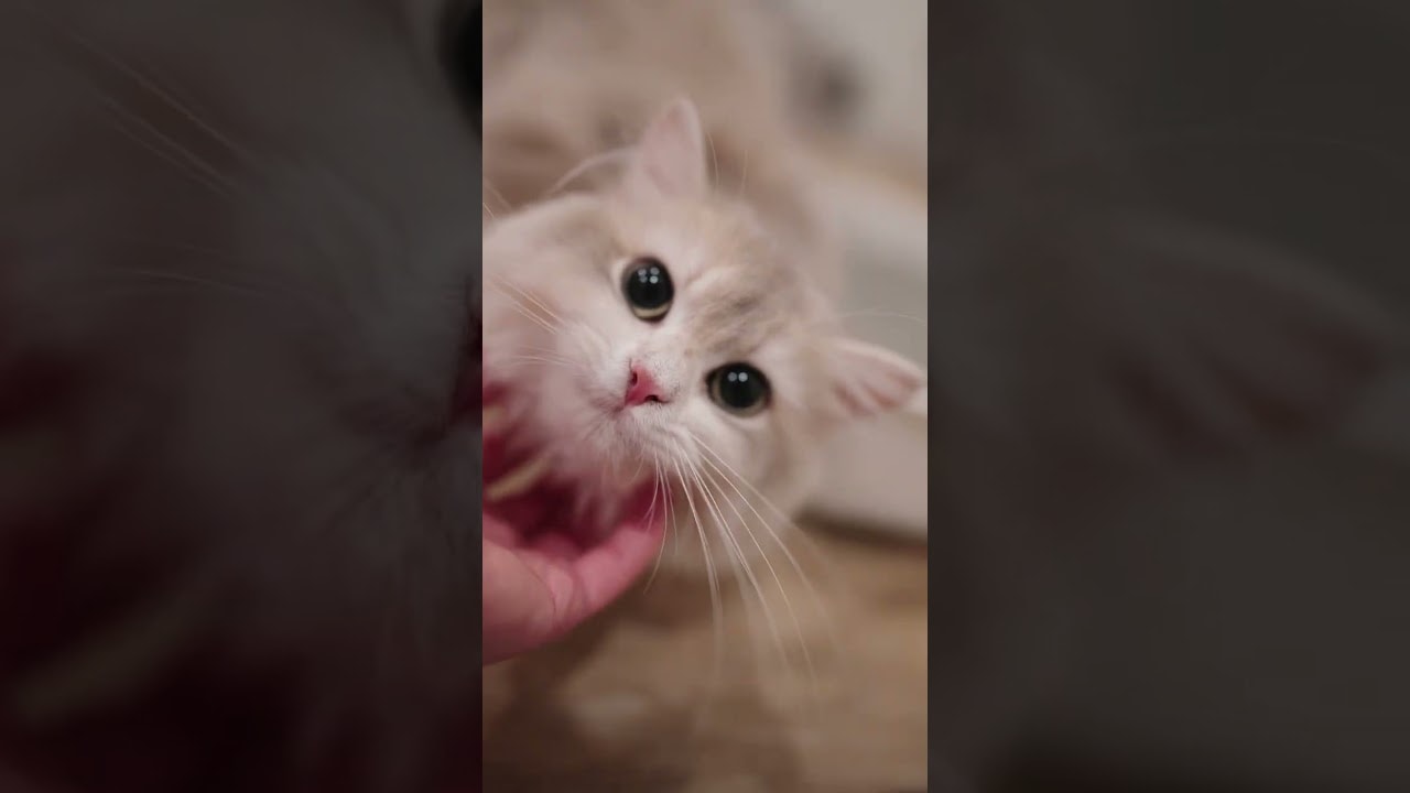 Couldn’t Stop Recording Them