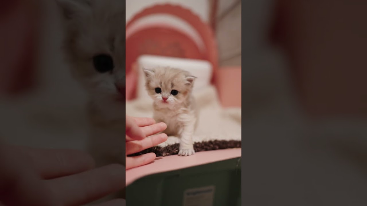 Sweetest little soul