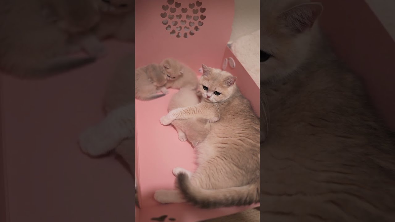 mom duties, with an audience
