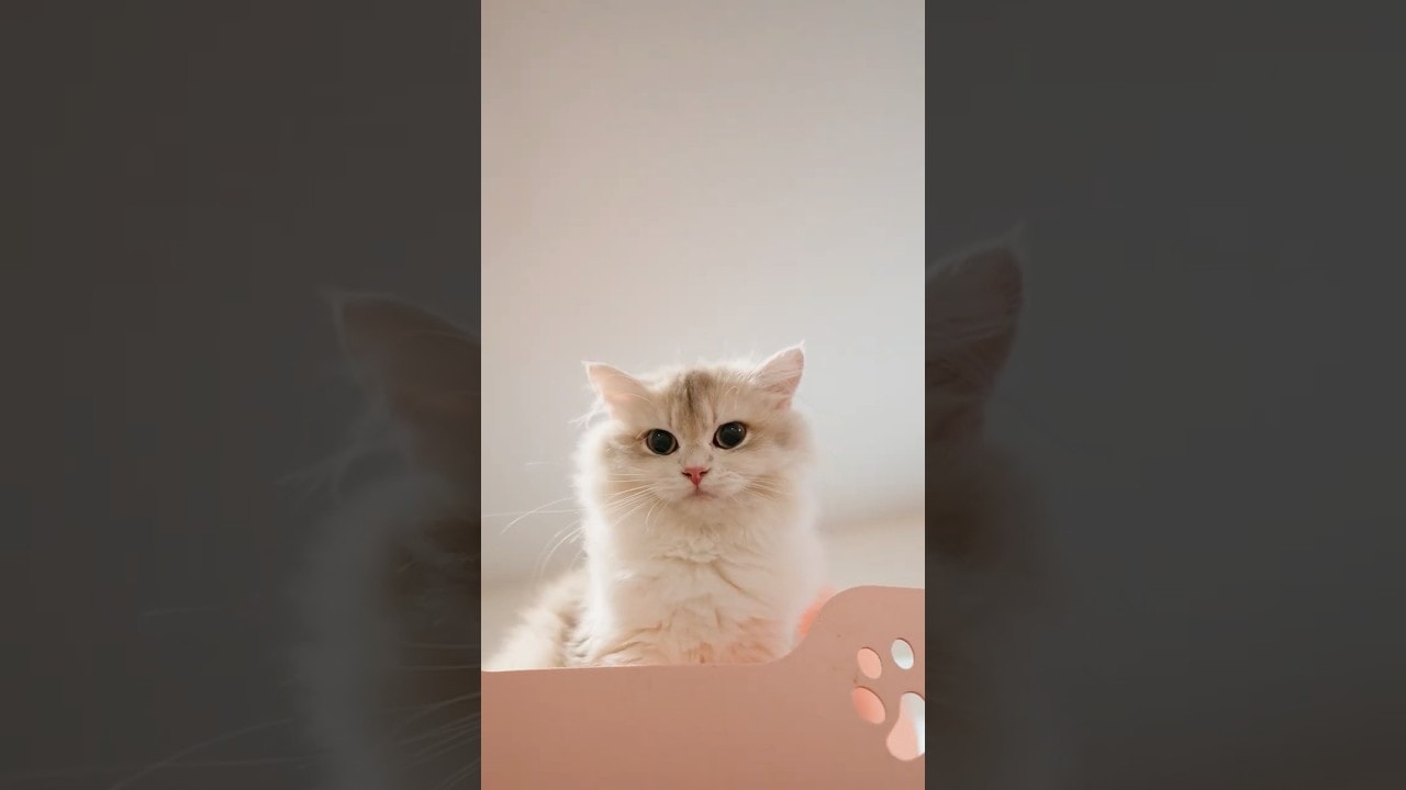 Kittens Compilation
