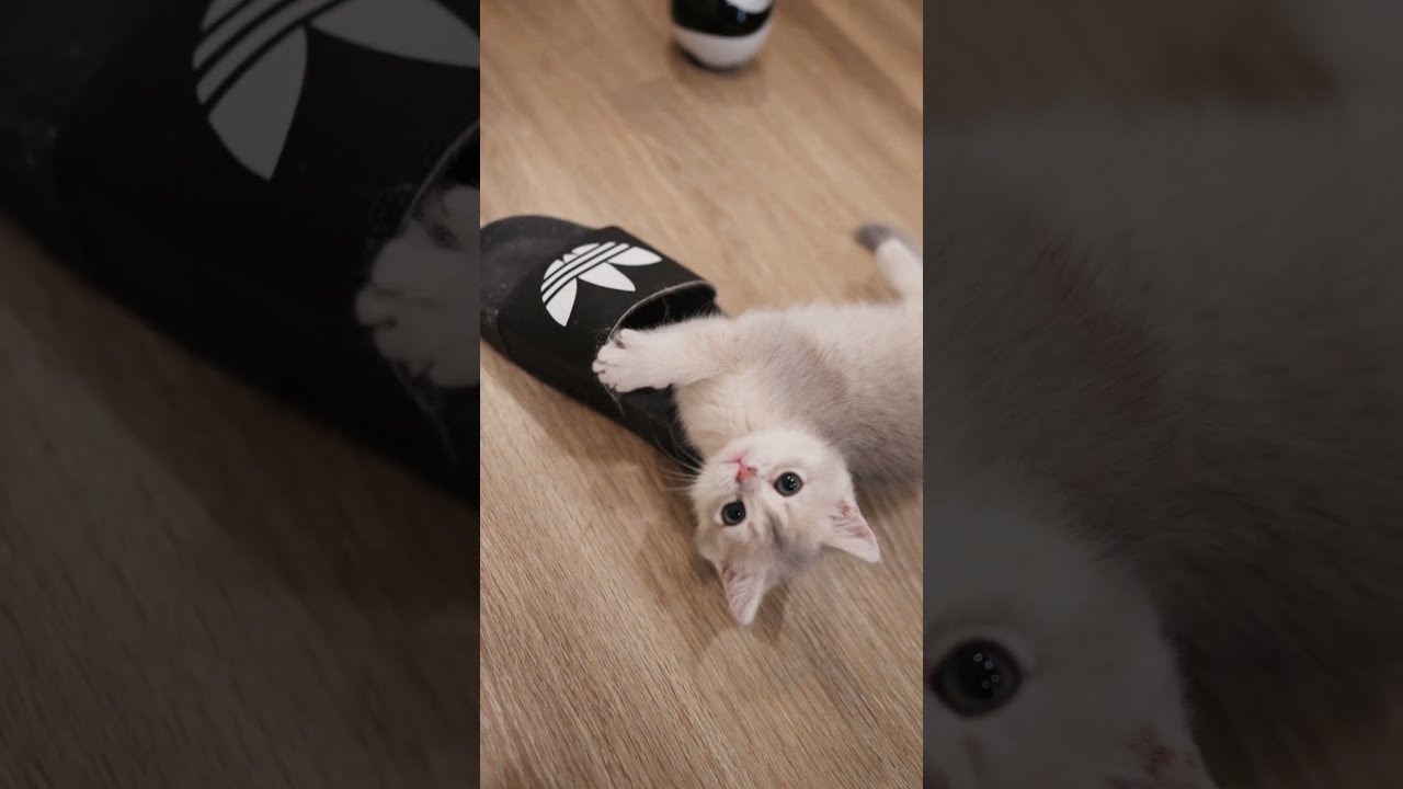 making friends with my slipper