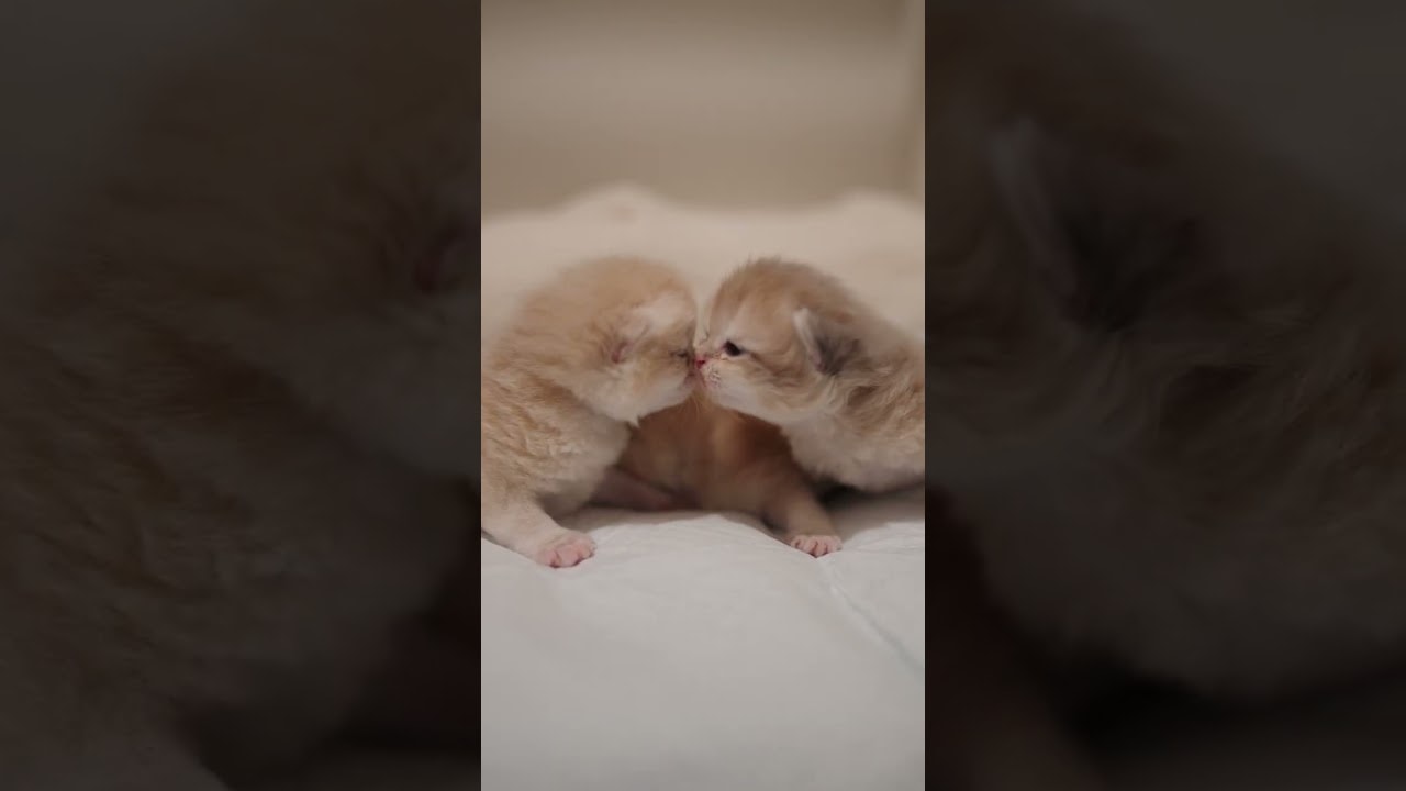 Hope These Tiny Babies Make You Smile