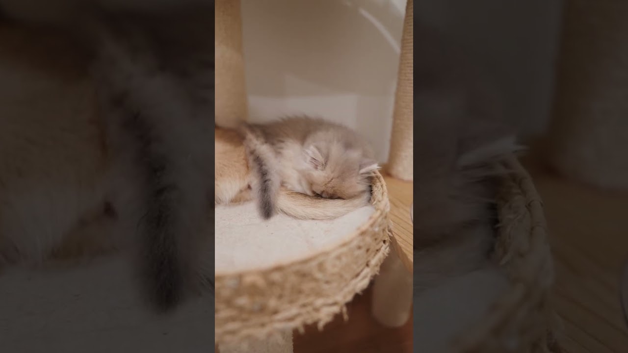 Feeling comfy buried in sister's tail