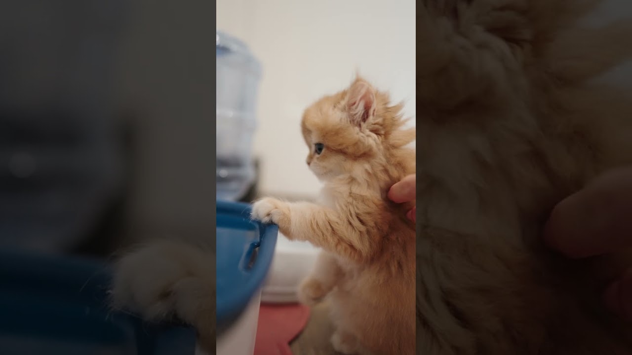 oddly satisfying kitten drinking