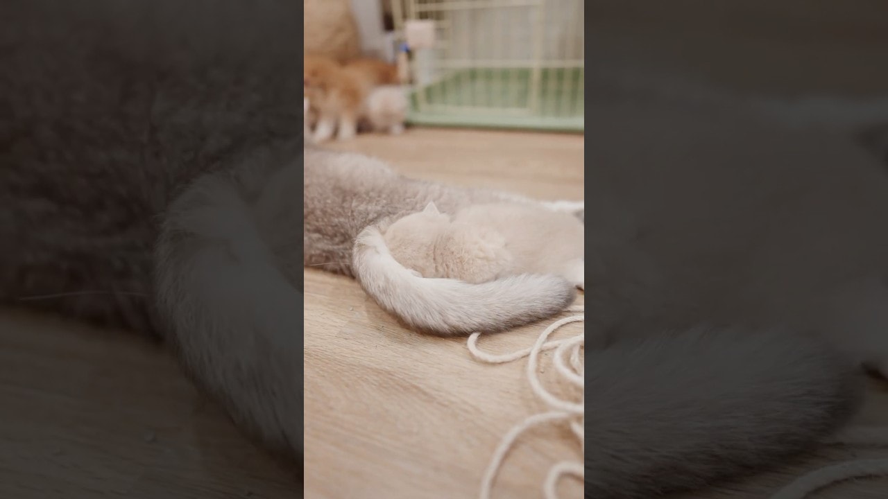 Motherhood is patient… VERY patient 😭🐈
