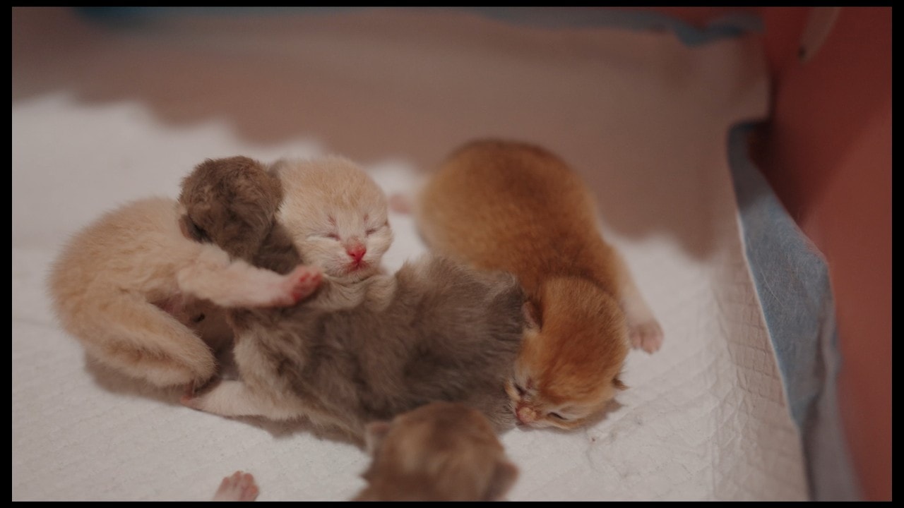 5-Day-Old Kittens & Their Mom 🤍
