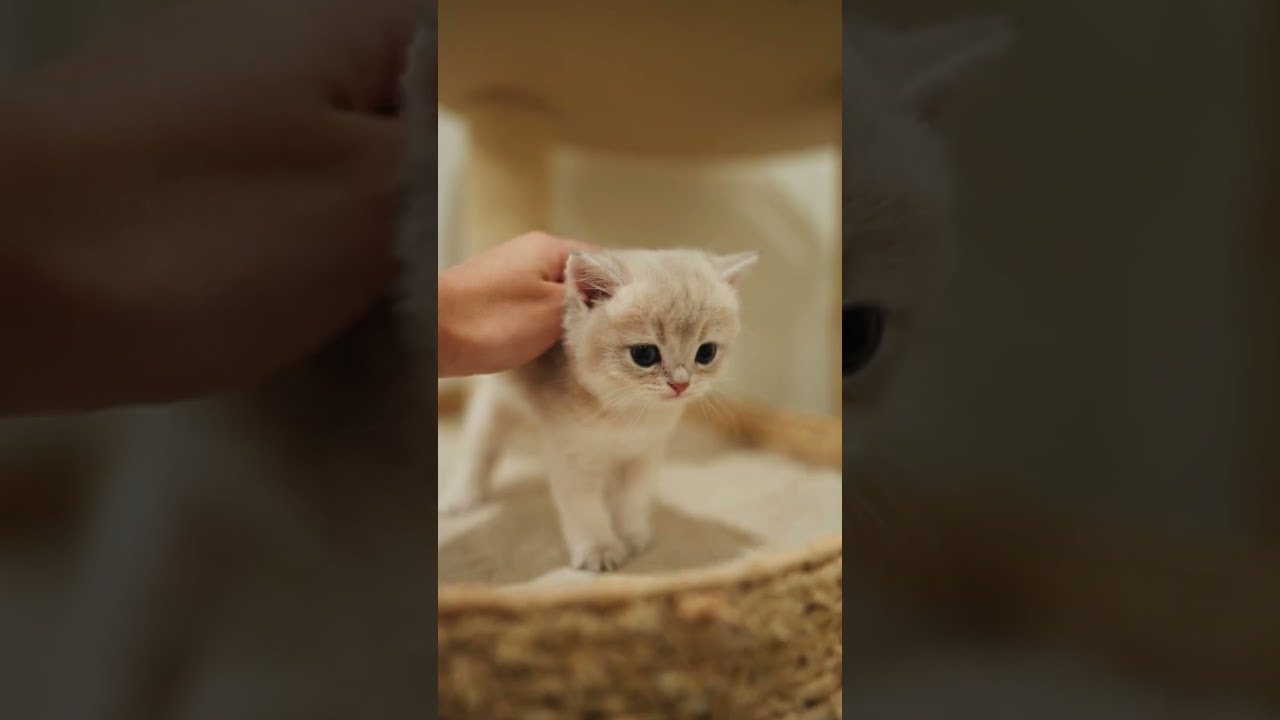 petting time