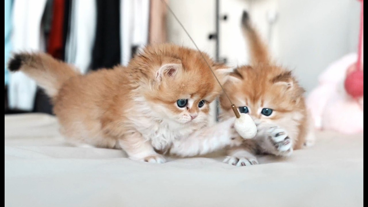Two Fluffy Clouds Approaching!