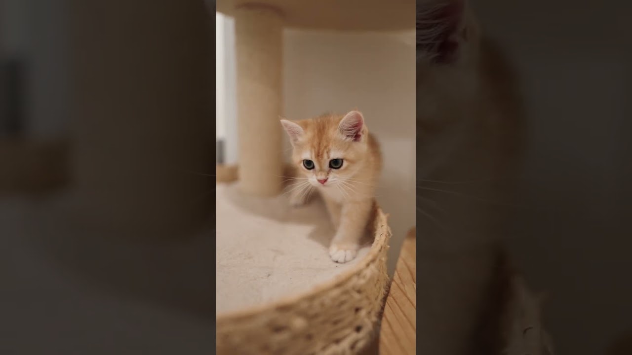 tiny zoomies on the cat tree