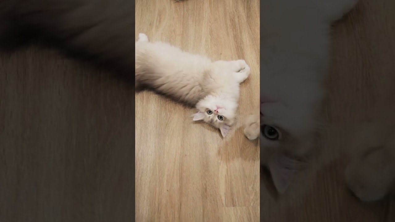 just laying there being cute