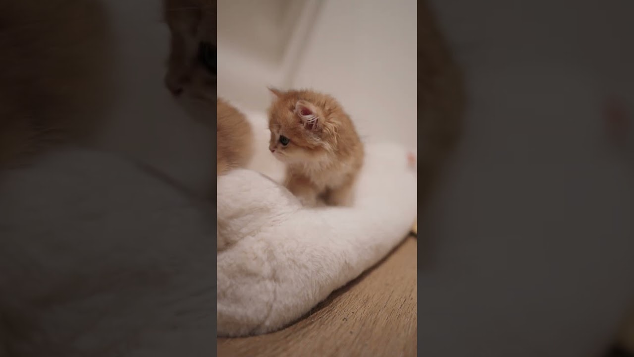 curious little biscuit maker