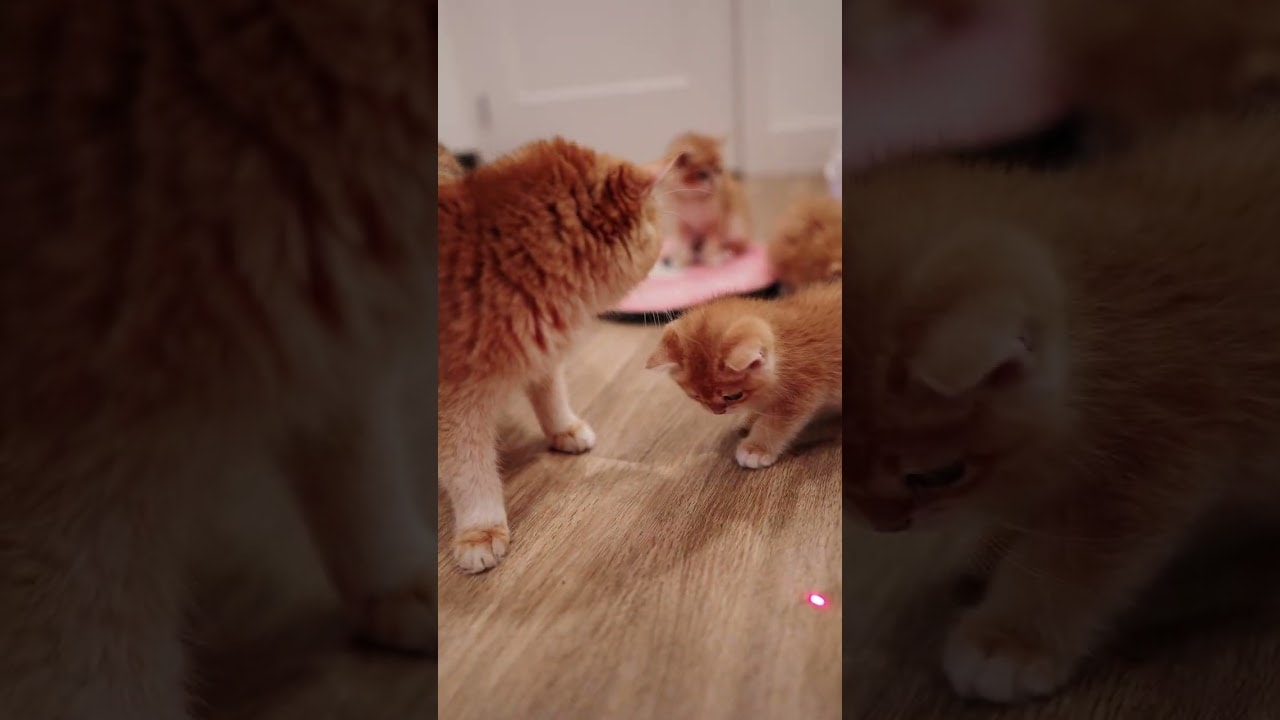 Tiny Brains vs Laser Pointer