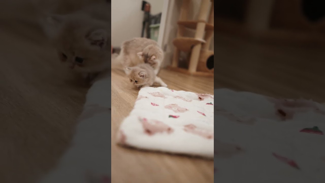 Baby Kitten Energy is SO Funny