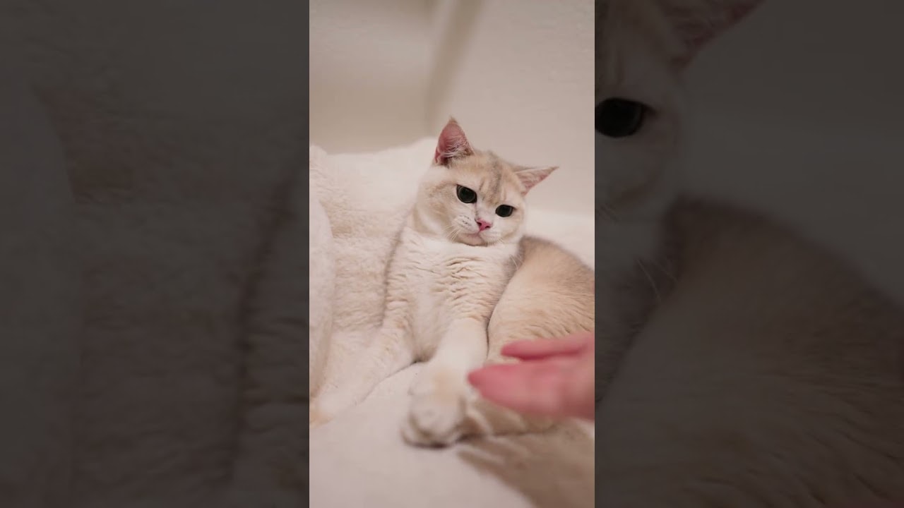 those toe beans are TOO cute